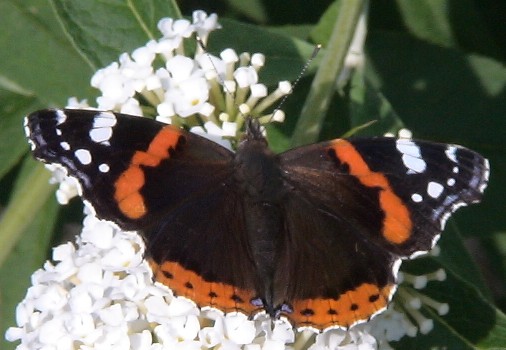 {short description of image}